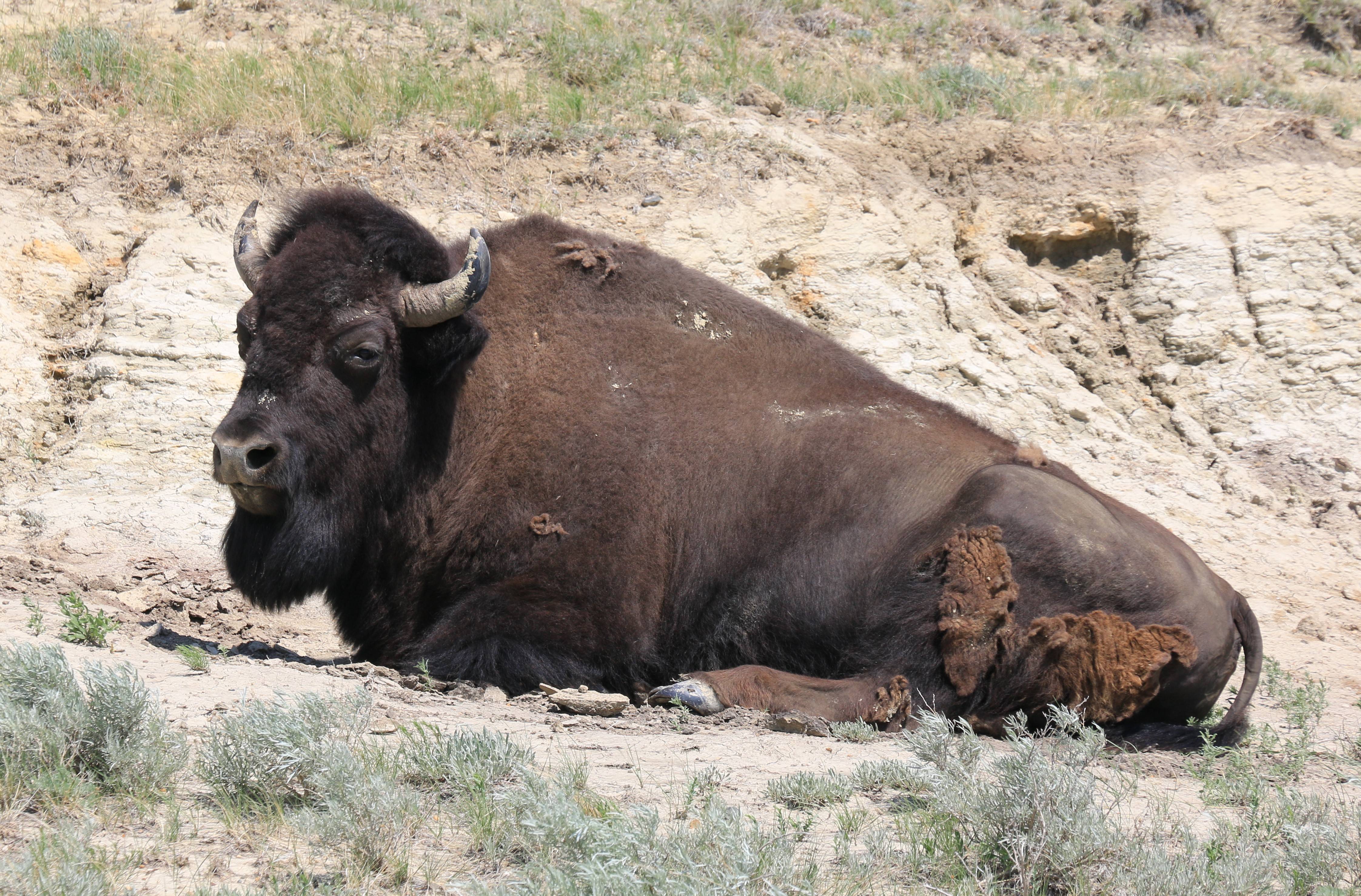 Theodore Roosevelt NP